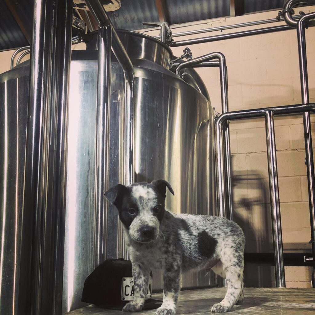 This is our newest member of the Brewery family!  His name is Haus.  Full name B