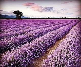 Blanco Lavender Festival is a good reason to explore the Hill Country this weeke